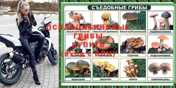 прущие грибы Нефтекумск